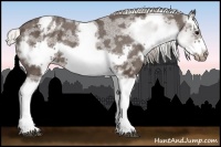 Horse Color:White Spotted Silver Black Splash Frame Varnish Rabicano