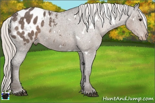Horse Color:White Spotted Silver Black Blanket Rabicano 