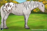 Horse Color:White Spotted Silver Black Appaloosa Rabicano 