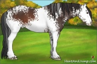 Horse Color:White Spotted Brown 