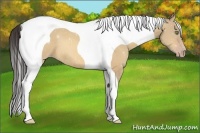 Horse Color:Amber Champagne Dun Tobiano 