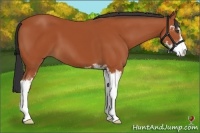 Horse Color:Bay Sabino