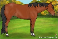Horse Color:Bay 