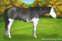 Horse Color:Black Sabino Splash 