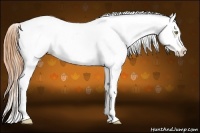 Horse Color:Bay Pearl Splash Appaloosa 