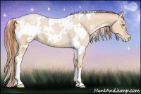 Horse Color:White Spotted Buckskin Pearl 
