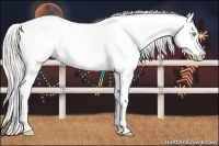 Horse Color:Silver Buckskin Pearl Appaloosa Rabicano