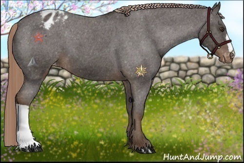 Horse Color:Liver Chestnut Appaloosa