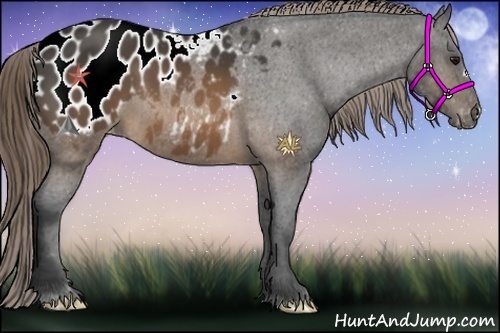 Horse Color:Buckskin Blanket