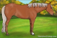Horse Color:Silver Bay