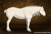 Horse Color:Perlino 