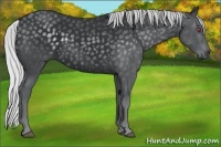 Horse Color:Silver Black Chinchilla 