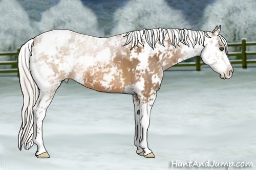 Horse Color:Silver Brown Sabino 
