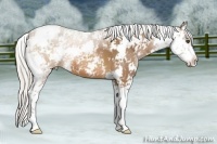 Horse Color:Silver Brown Sabino 