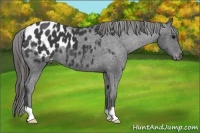 Horse Color:Black Appaloosa