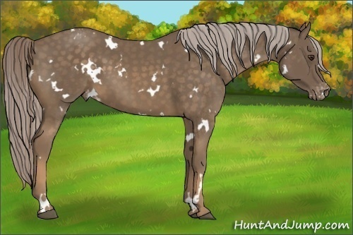 Horse Color:White Spotted Chocolate Palomino Varnish 