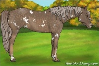Horse Color:White Spotted Chocolate Palomino Varnish 