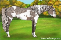 Horse Color:White Spotted Silver Black Ice Frame Appaloosa