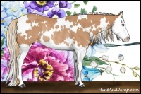 Horse Color:White Spotted Chestnut Sabino Splash Rabicano 