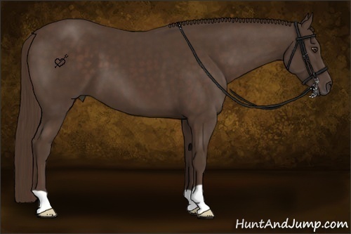 Horse Color:Liver Chestnut 