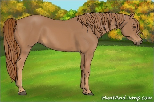 Horse Color:Unknown 