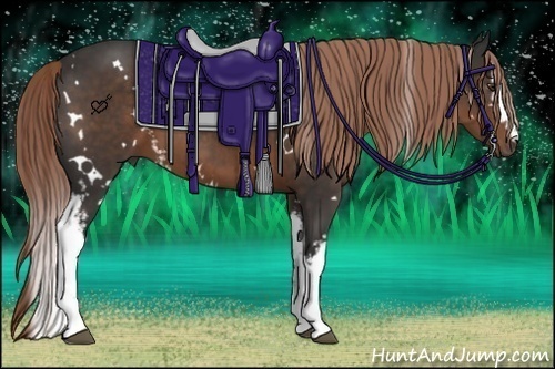 Horse Color:White Spotted Liver Chestnut 