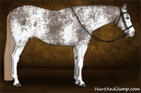 Horse Color:White Spotted Liver Chestnut Ice Sabino 