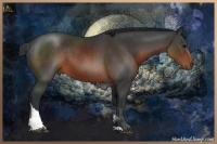 Horse Color:Brown Sabino Tobiano