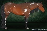 Horse Color:White Spotted Bay 