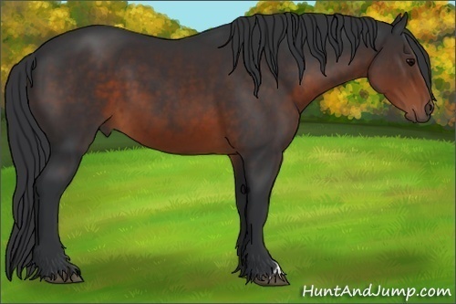 Horse Color:Brown 