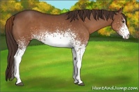 Horse Color:White Spotted Liver Chestnut 