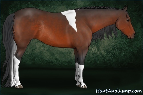 Horse Color:Bay Tobiano Rabicano