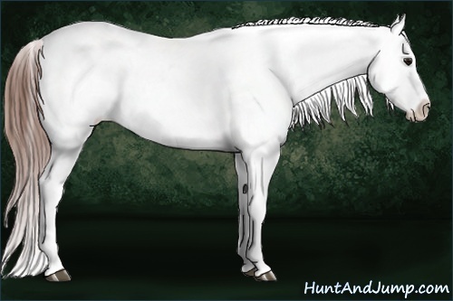 Horse Color:White Spotted Bay Tobiano Appaloosa Rabicano