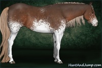 Horse Color:White Spotted Liver Chestnut 