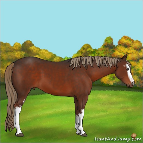 Horse Color:White Spotted Liver Chestnut 