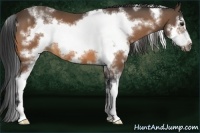 Horse Color:White Spotted Buckskin Frame 