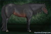 Horse Color:Brown Rabicano 