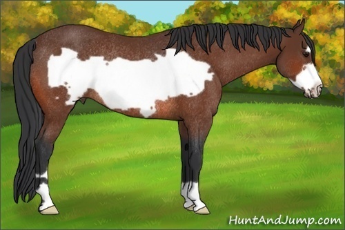 Horse Color:Bay Frame Rabicano 