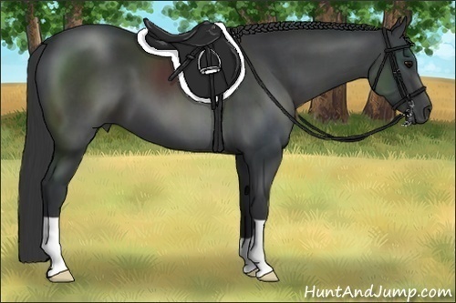 Horse Color:Black 