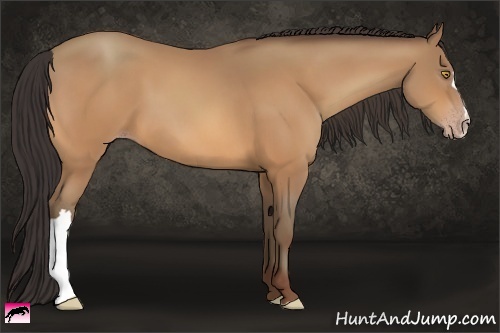 Horse Color:Amber Champagne 