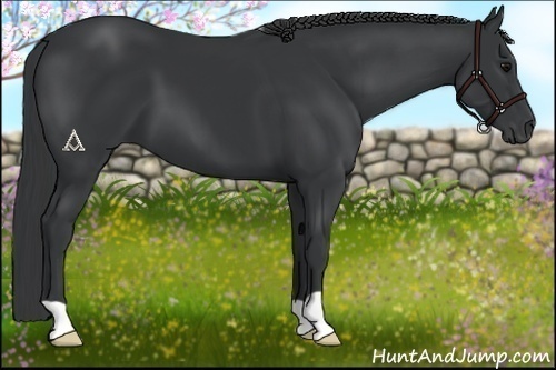 Horse Color:Black 