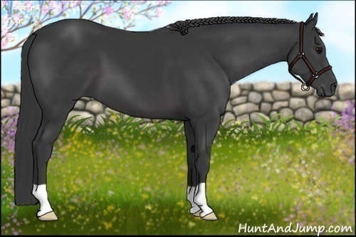 Horse Color:Black 