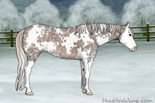 Horse Color:White Spotted Silver Black Ice Sabino Splash 