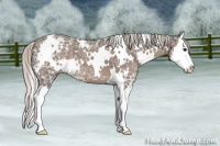 Horse Color:White Spotted Silver Black Ice Sabino Splash