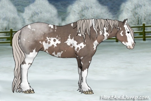 Horse Color:White Spotted Silver Black Splash 