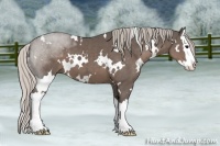 Horse Color:White Spotted Silver Black Splash