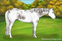 Horse Color:White Spotted Silver Black Splash 