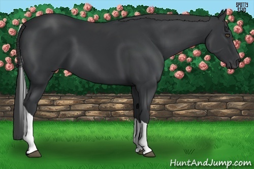 Horse Color:Black Tobiano Rabicano 