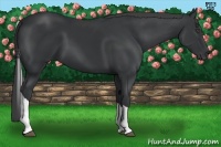 Horse Color:Black Tobiano Rabicano 
