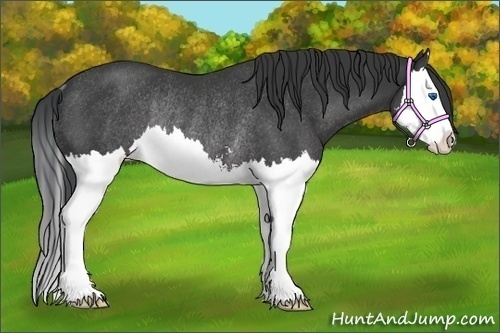 Horse Color:Black Sabino Splash Rabicano